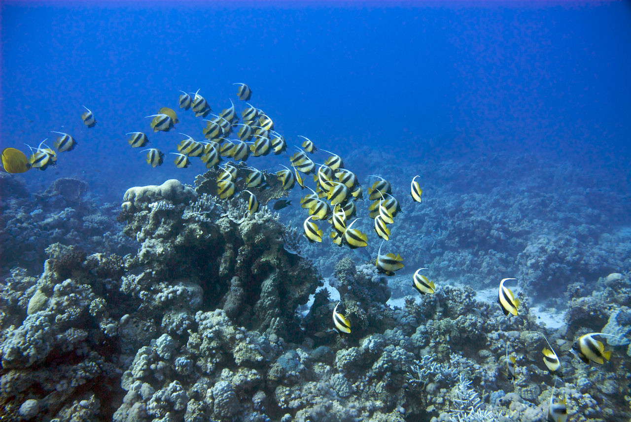 Heniochus intermedius (Pesce farfalla bandiera del Mar Rosso)